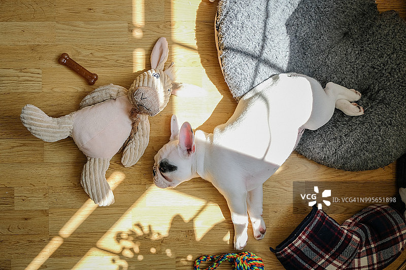 法国斗牛犬幼犬睡觉的俯视图图片素材