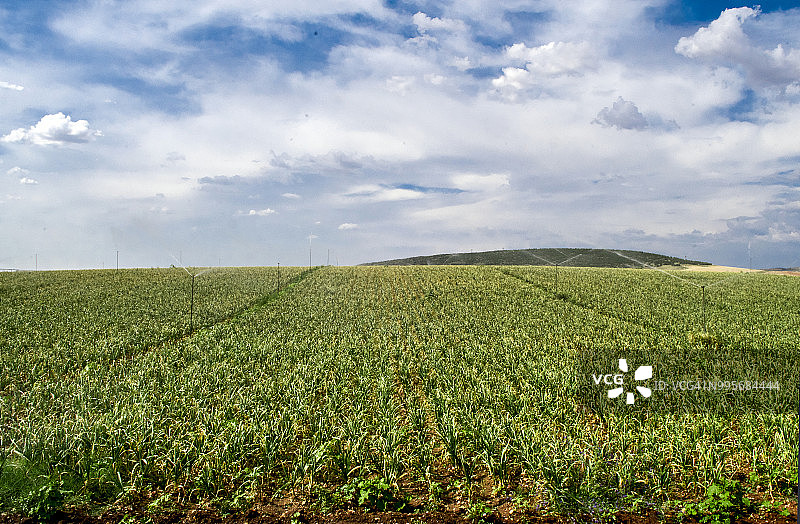 洋葱地图片素材