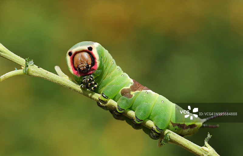 一只水青蛾毛虫正在林地里啃食白杨树叶图片素材