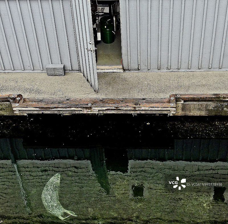 等待厨师图片素材