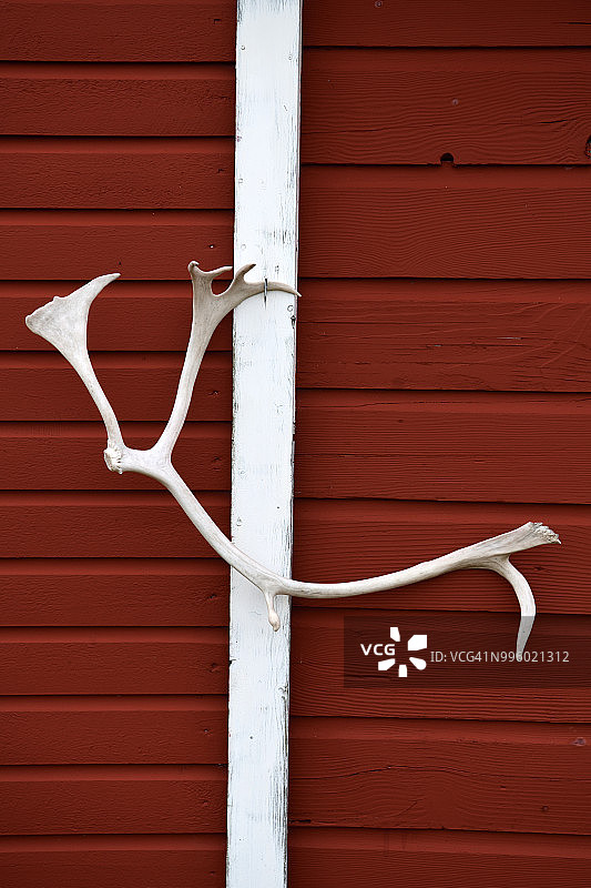 挪威北部雅各布塞尔夫，红色木屋上的驯鹿角图片素材