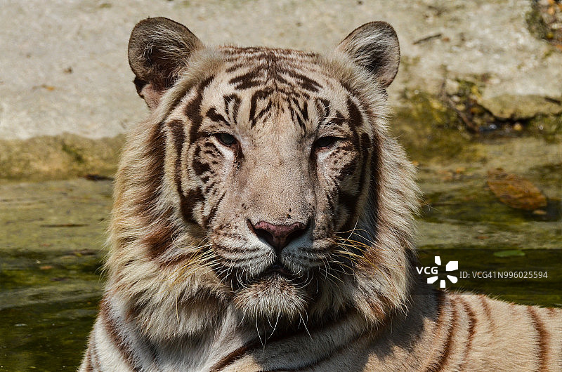 野生动物：白虎图片素材