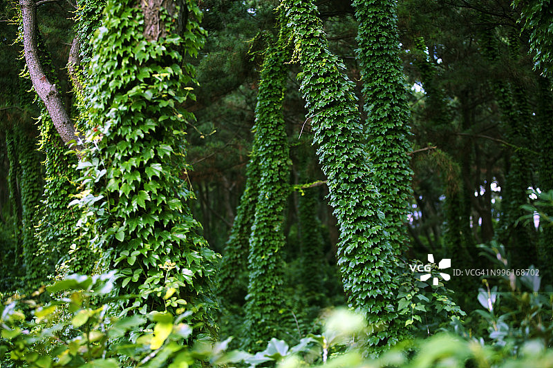 平冢的日本黑松树图片素材