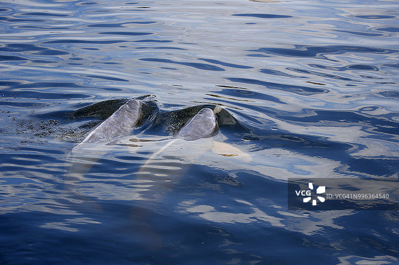 巴西塔帕ajos河中的亚马逊河豚图片素材