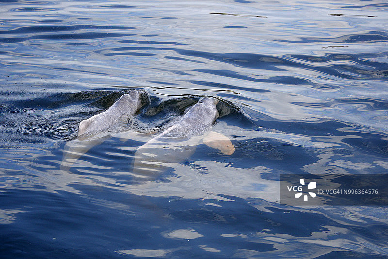 巴西塔帕ajos河中的亚马逊河豚图片素材