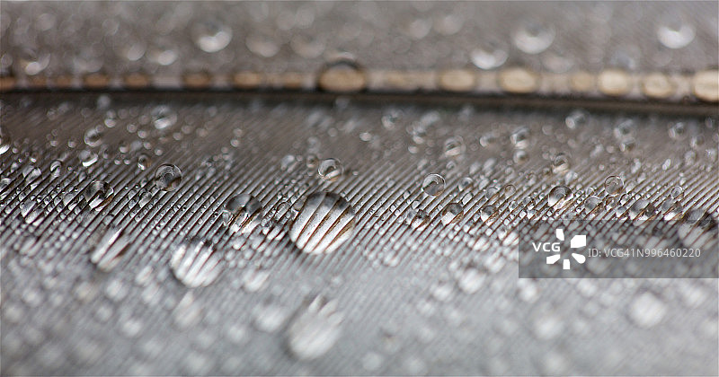 带有水滴的鸟羽图片素材