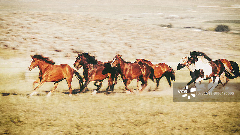 美国犹他州奔跑的马群图片素材