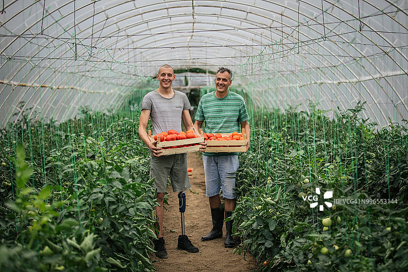 番茄农场图片素材