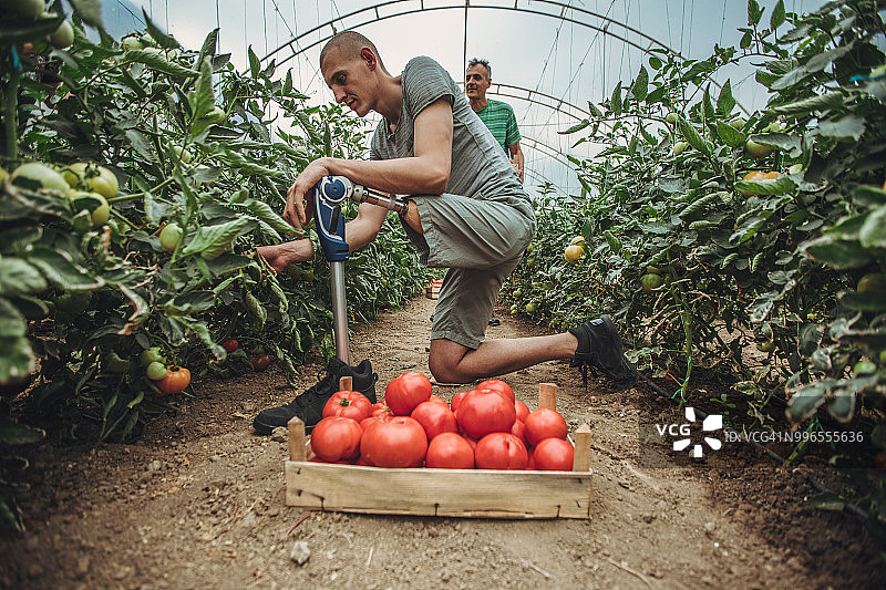 番茄农场的工作日图片素材