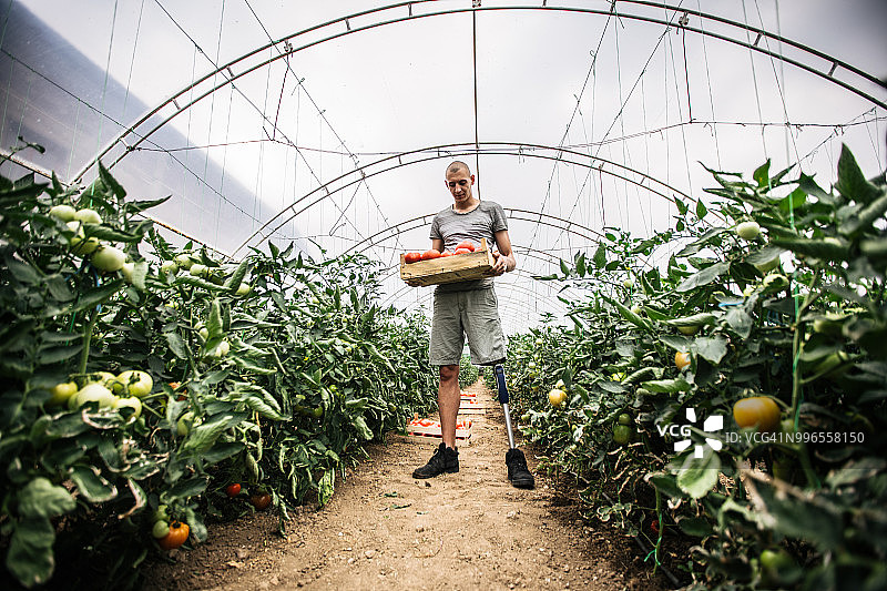 番茄农场上的残疾男子图片素材