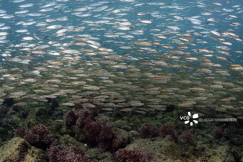 幼年石鲈图片素材