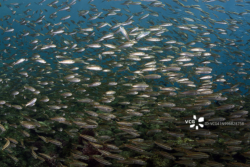 幼年石鲈图片素材