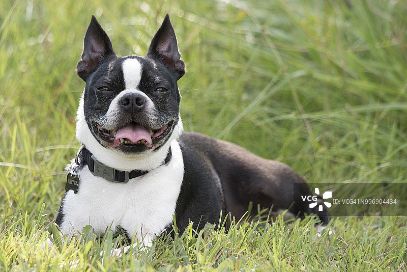 波士顿梗犬图片素材