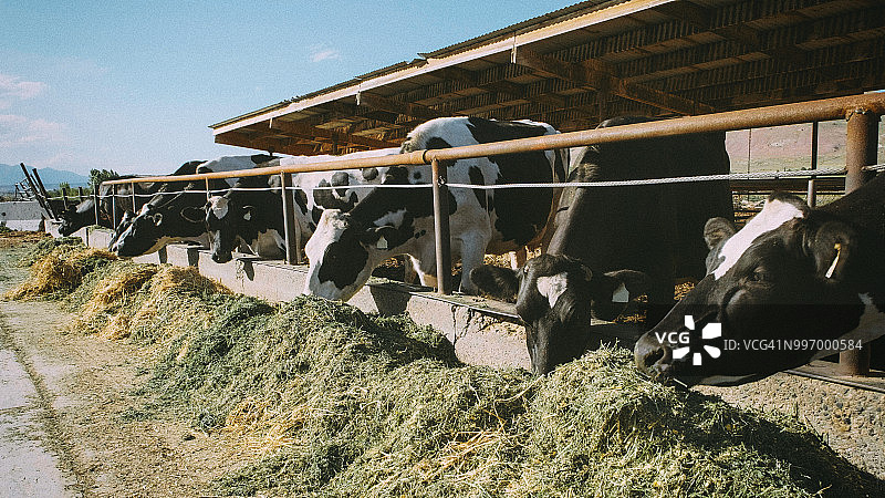 奶牛进食图片素材