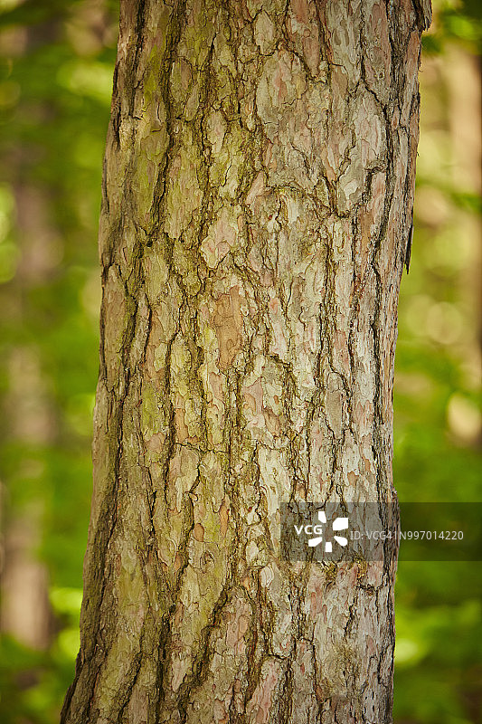 苏格兰松树干图片素材