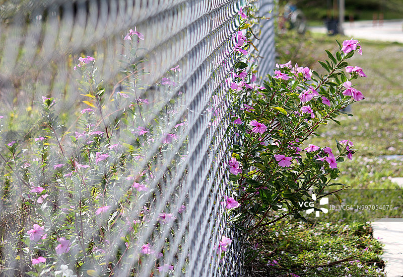 紫长春花穿过铁丝网的透视图片素材