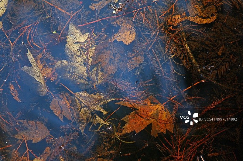 植被腐烂的森林沼泽水域——黑河图片素材