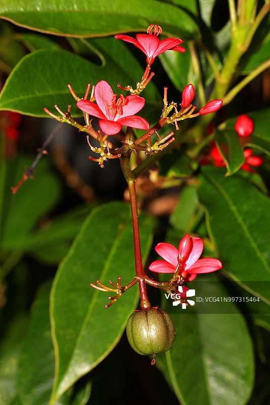 红花油龙、果实和叶子图片素材