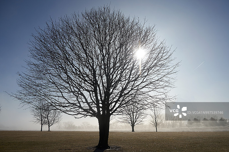 雾蒙蒙的早晨中的光秃秃的树枝图片素材