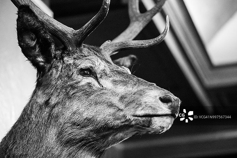 红鹿头部特写图片素材