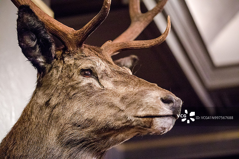 红鹿头部特写图片素材