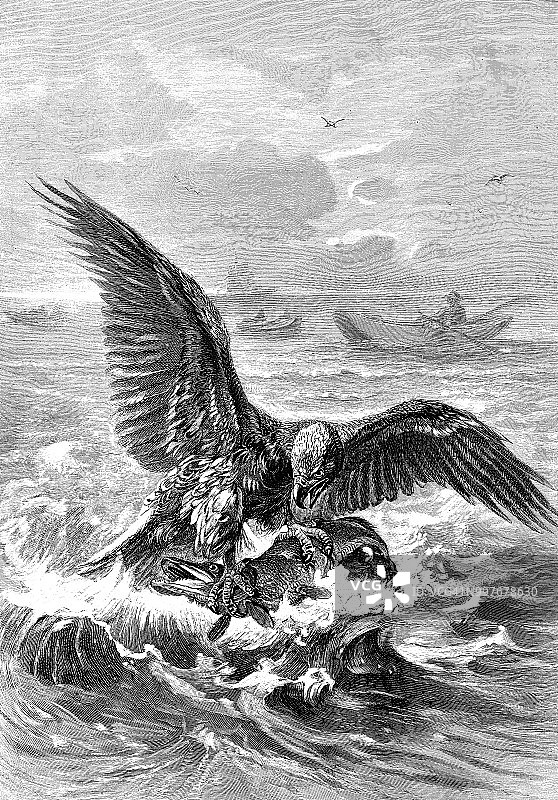 白尾海雕捕食梭子鱼图片素材