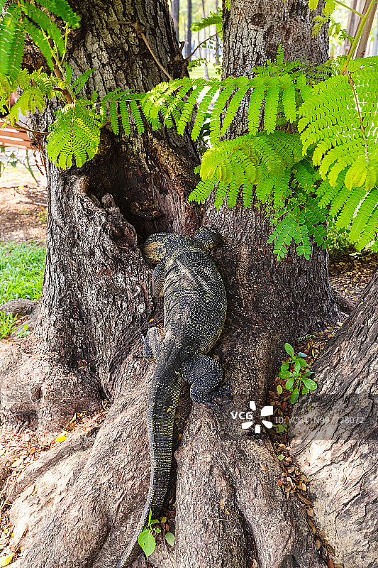 曼谷伦披尼公园树上的大蜥蜴图片素材