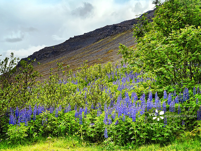 冰岛的努特卡羽扇豆图片素材