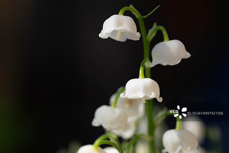 铃兰花图片素材