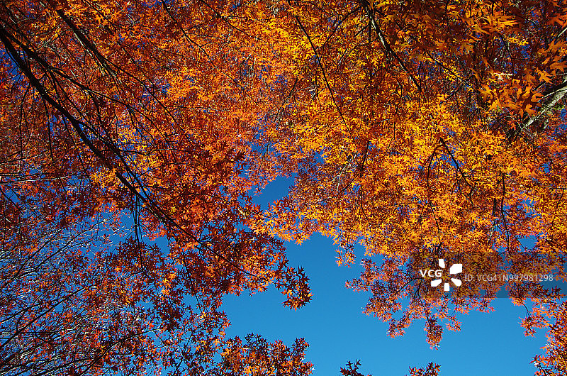 秋日阳光下变红的橡树叶图片素材