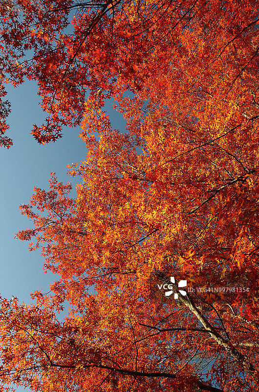 秋日阳光下变红的橡树叶图片素材