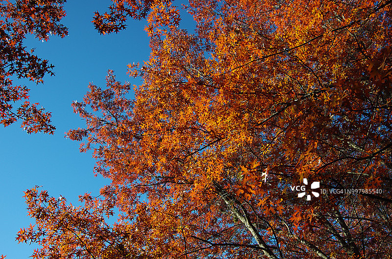 秋日阳光下变红的橡树叶图片素材