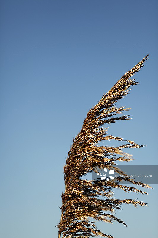 金色秋季芦苇荡图片素材