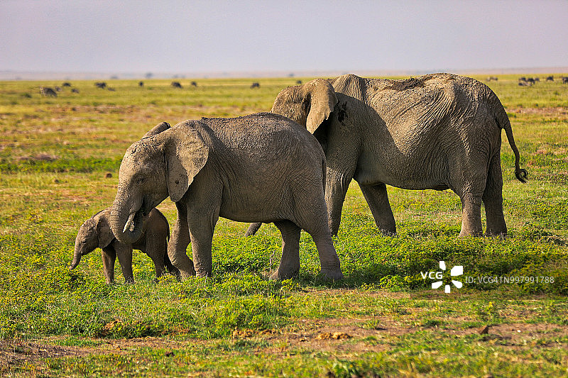 在安博塞利吃草的大象图片素材