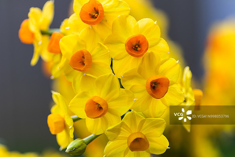 风信子花朵图片素材