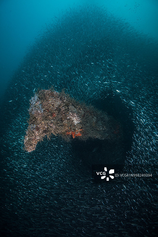 沙丁鱼群聚集在沉船周围，墨西哥金塔纳罗奥穆赫雷斯岛图片素材