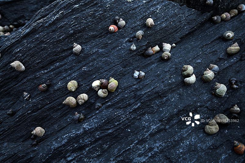 斯莱特内斯灯塔海岸岩石上的大型海螺群，挪威北部图片素材