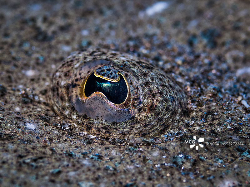 鱼眼镜头图片素材