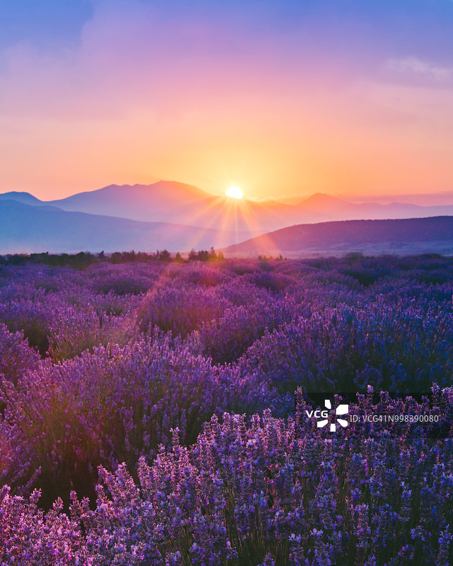 日落时分的薰衣草田图片素材