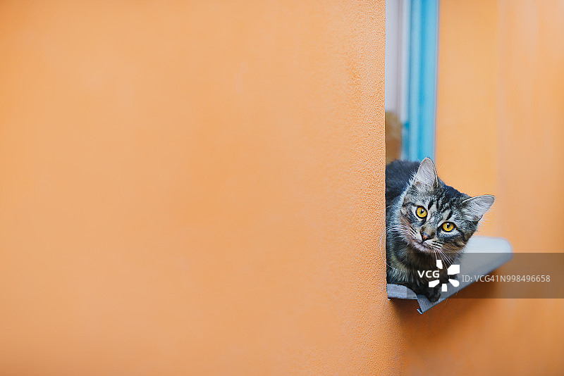 在窗台上休息并看向镜头的猫图片素材