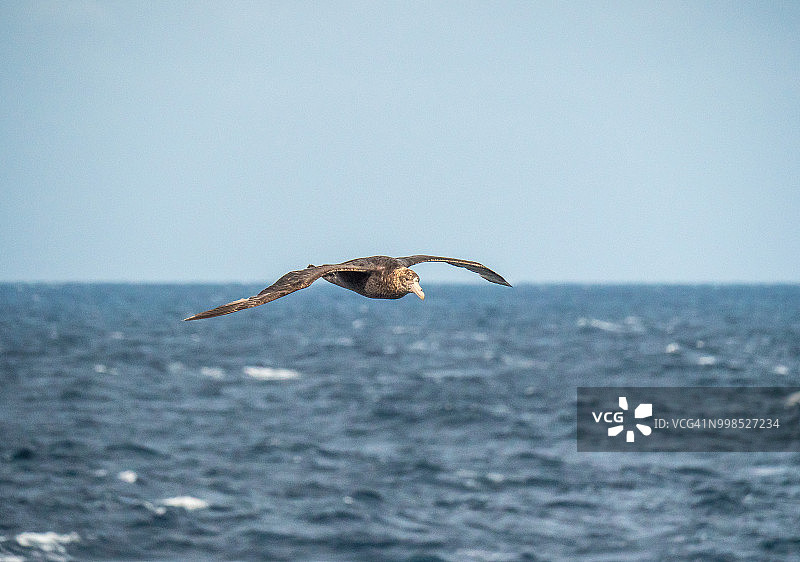 飞越海面的南方巨海燕图片素材
