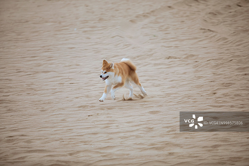 在海滩上奔跑的狗图片素材
