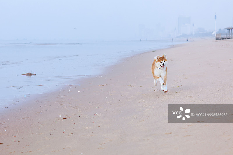 在海滩上奔跑的狗图片素材