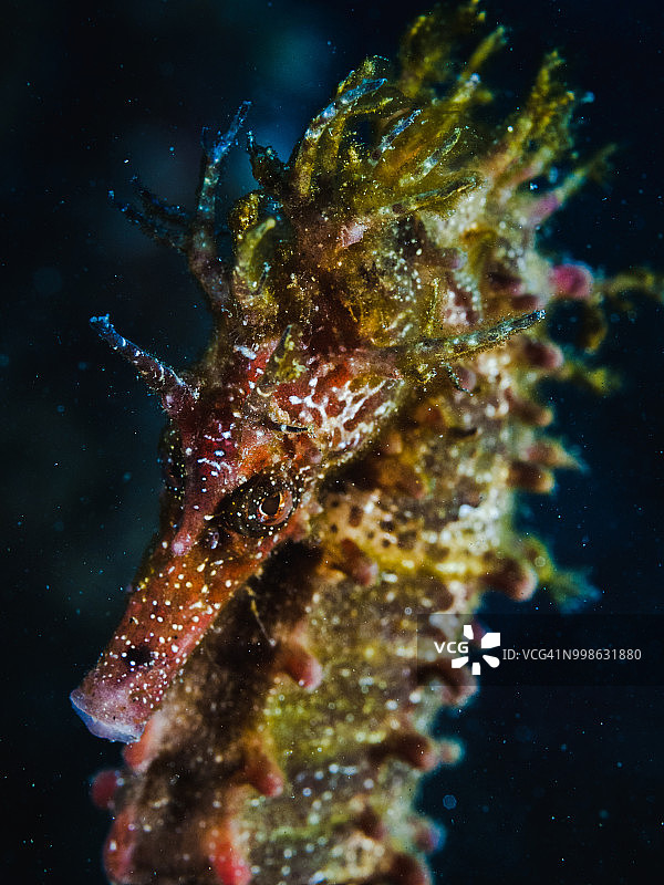 长吻海马图片素材