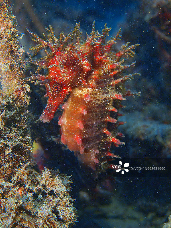 长吻海马图片素材