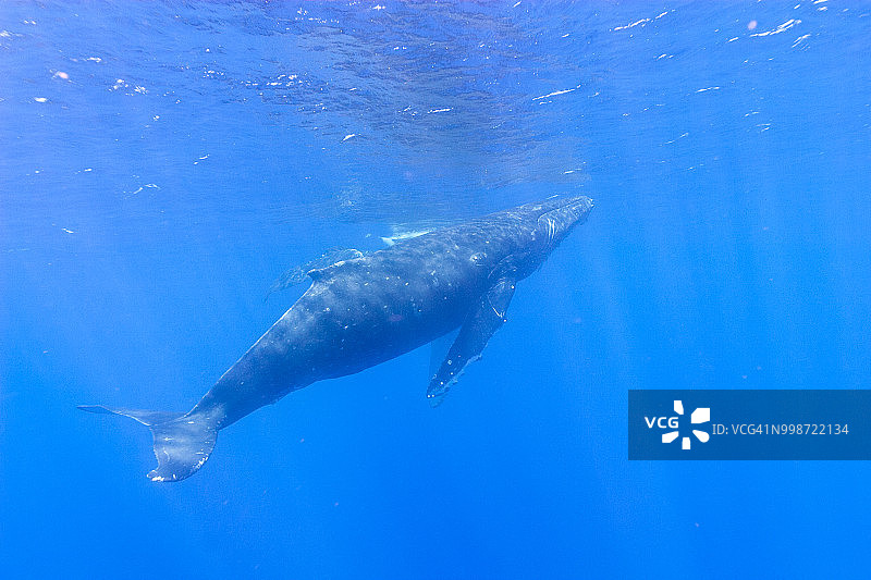 座头鲸（Megaptera novaeangliae）在夏威夷大岛附近的中太平洋游泳图片素材