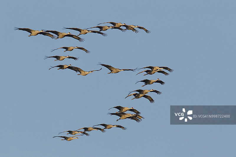 美利坚合众国华盛顿州呈V字形飞行的加拿大鹤图片素材