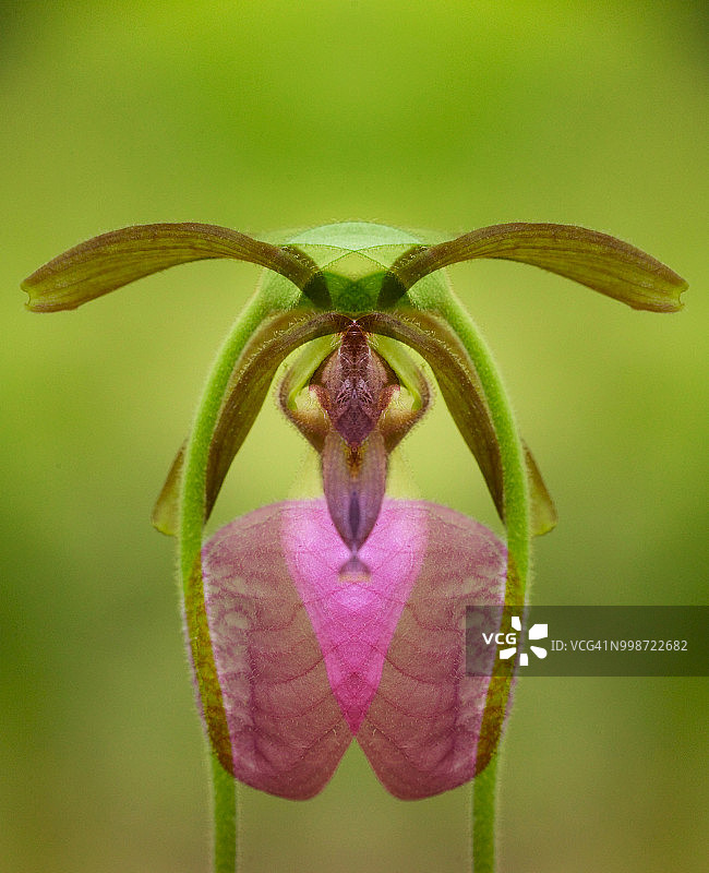 粉红杓兰（Cypripedium acaule）的数字镜像，美国田纳西州大雾山国家公园图片素材
