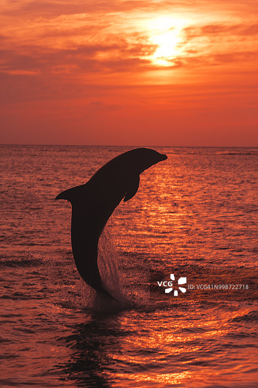 加勒比海日落时分跳跃的宽吻海豚图片素材