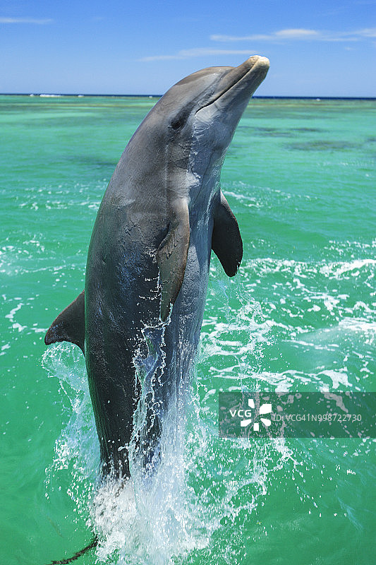 加勒比海宽吻海豚图片素材
